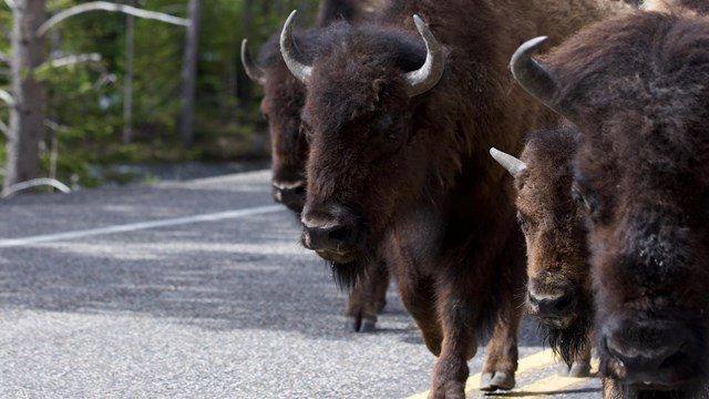 Bison walking along the road.