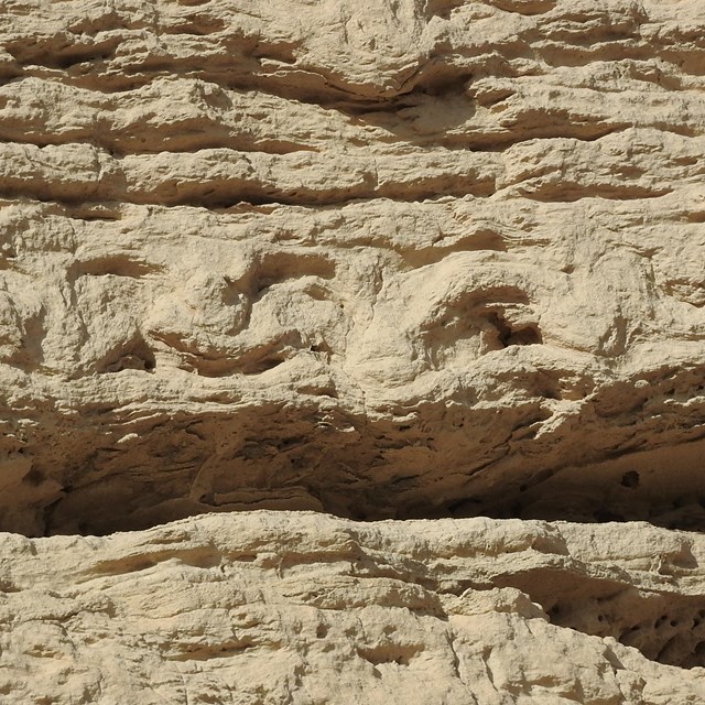 Undulations are seen in the stratified layers in the rock. 