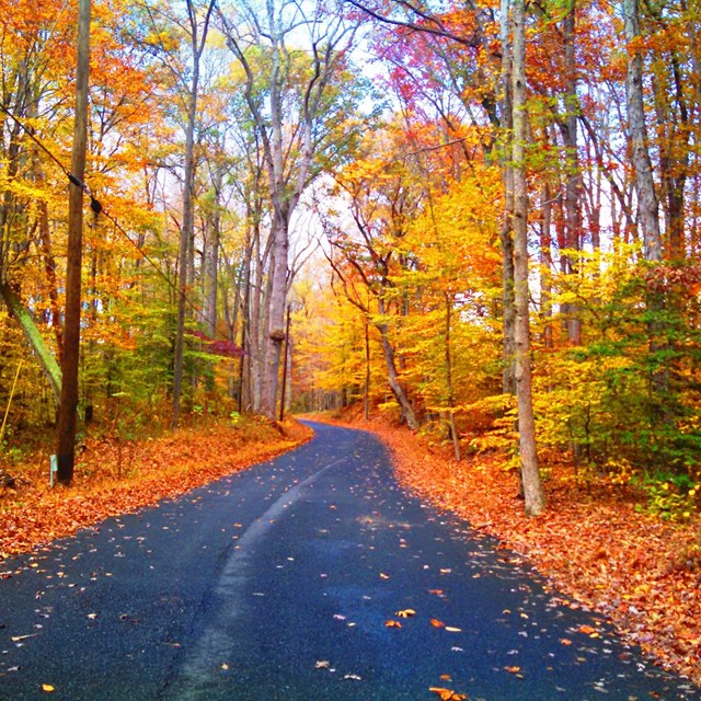 Fenno Road in Merkle Natural Resources Management Area during peak fall foliage