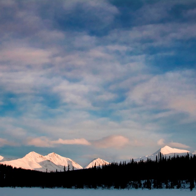 a dark forest with snowy mountains in the distance