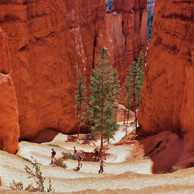 Hikers descend switchbacks between tall red rock walls.