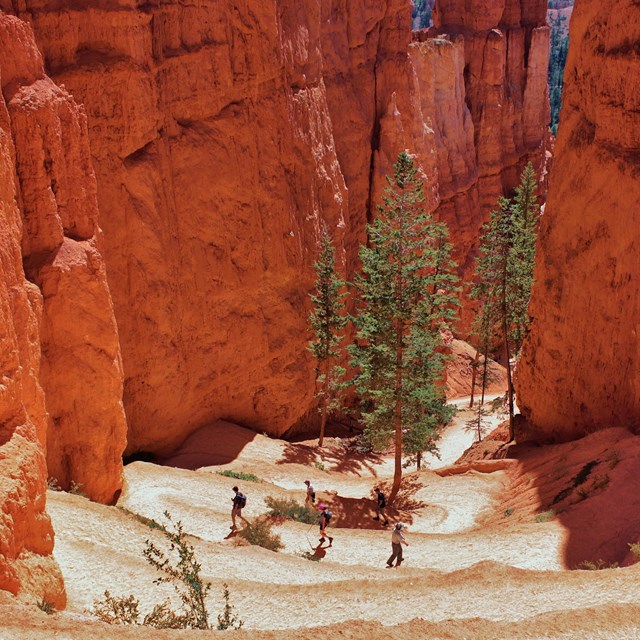 Hikers descend switchbacks between tall red rock walls.