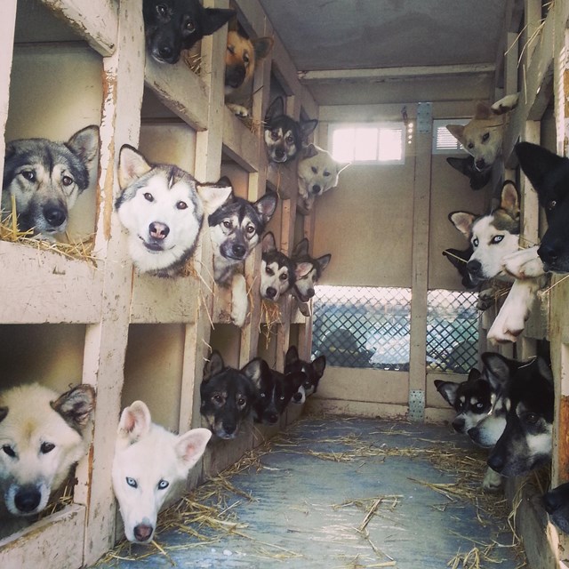 numerous dogs in the back of a truck 