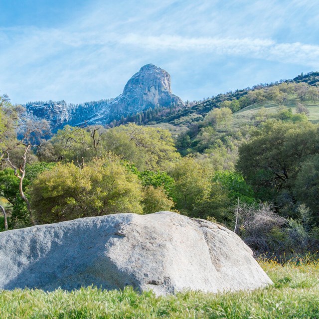 A grassy landscape backed by oak trees and a large granite monolith.