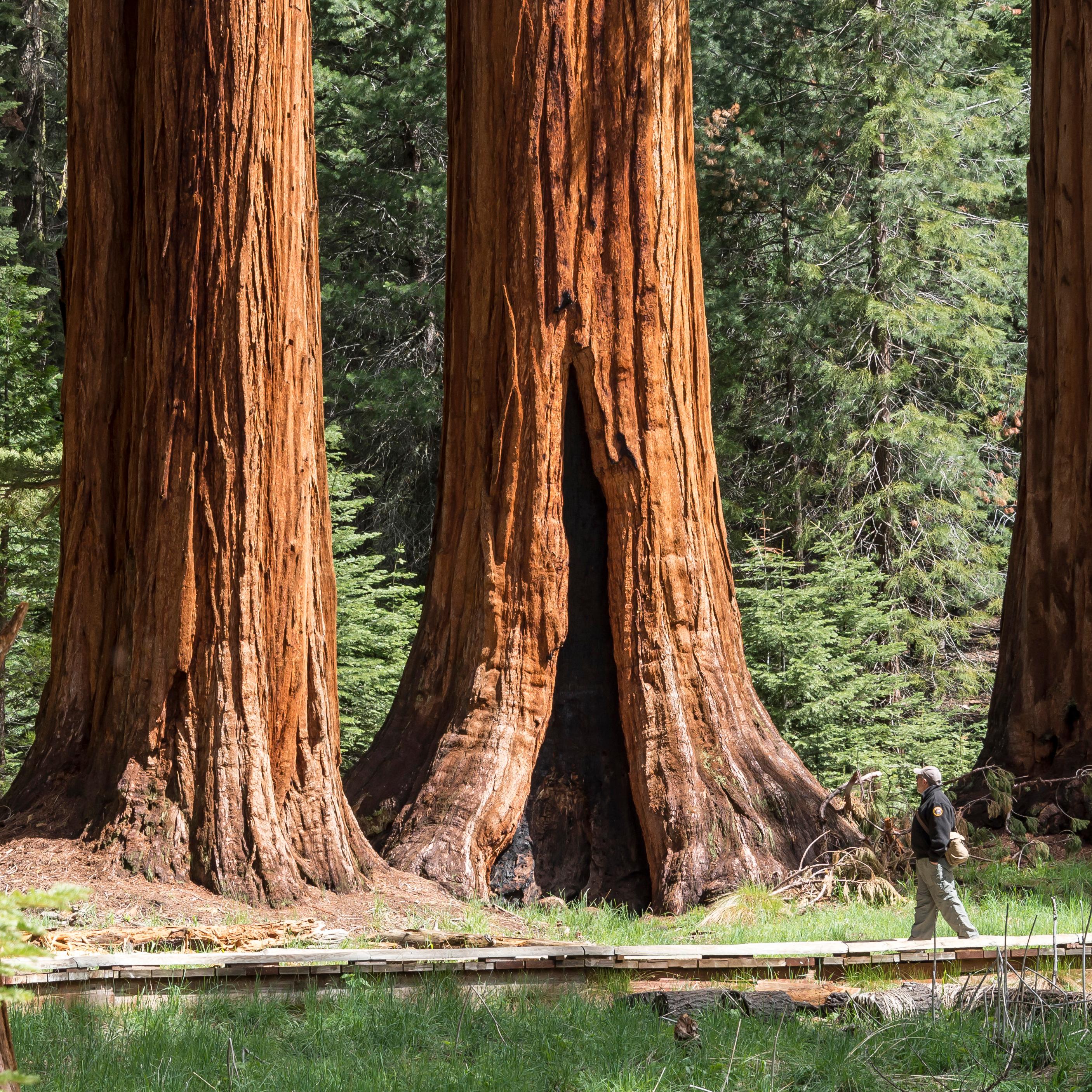 A visitor walks on a boardwalk overlooking a group of sequoia trees.