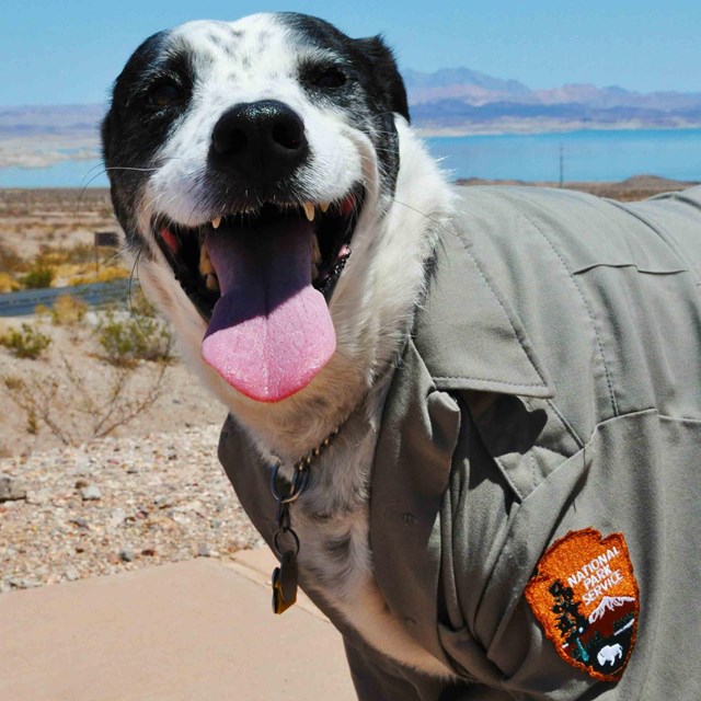 A dog in a National Park Service uniform