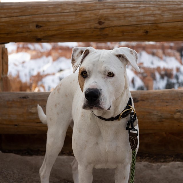 A white dog stands on pavement in front of wooden railings.