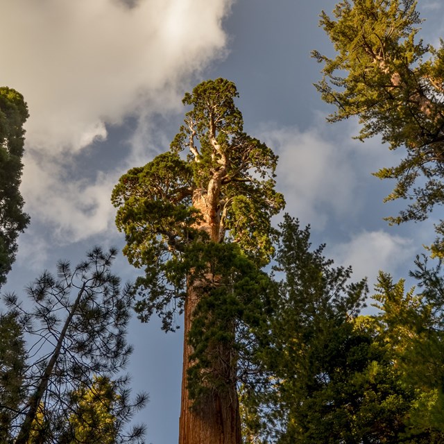 A large tree reaching up to a cloudy sky.