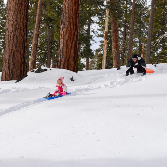 A young girl rides down a small slope on a blue sled with her father watching above her.