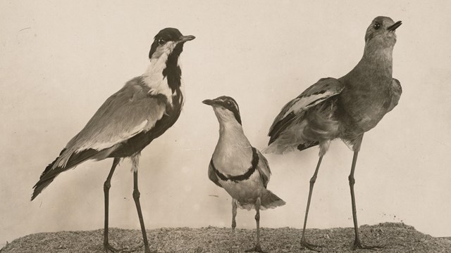 Image of bird taxidermy