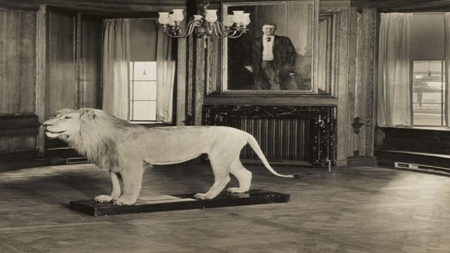 Sepia photograph of a taxidermy Lion in an exhibit hall