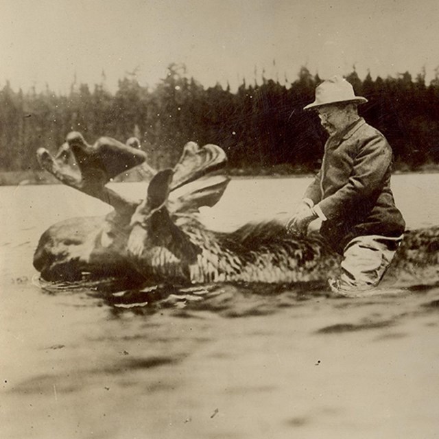 photoshopped image of TR riding a moose, which is swimming across water.