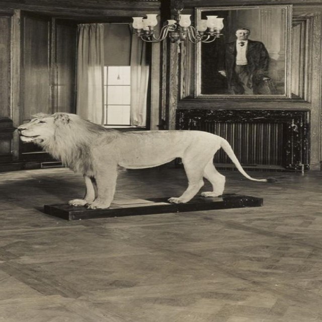 Sepia photograph of a taxidermy Lion in an exhibit hall