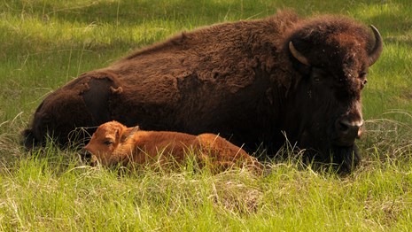 A mother and baby bison lying in prairie grass.