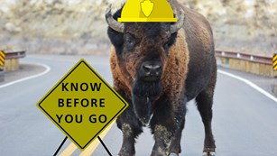 Bison standing on the road, wearing a yellow construction hat, sign says know before you go