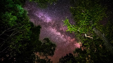Milk Way galaxy seen through trees.