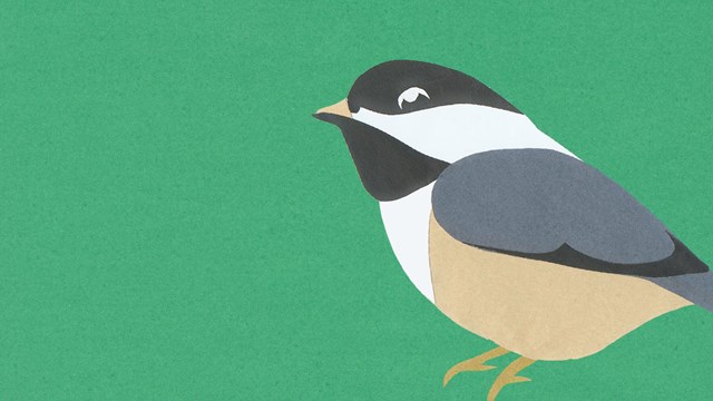 Construction paper cutout of a black-capped chickadee.