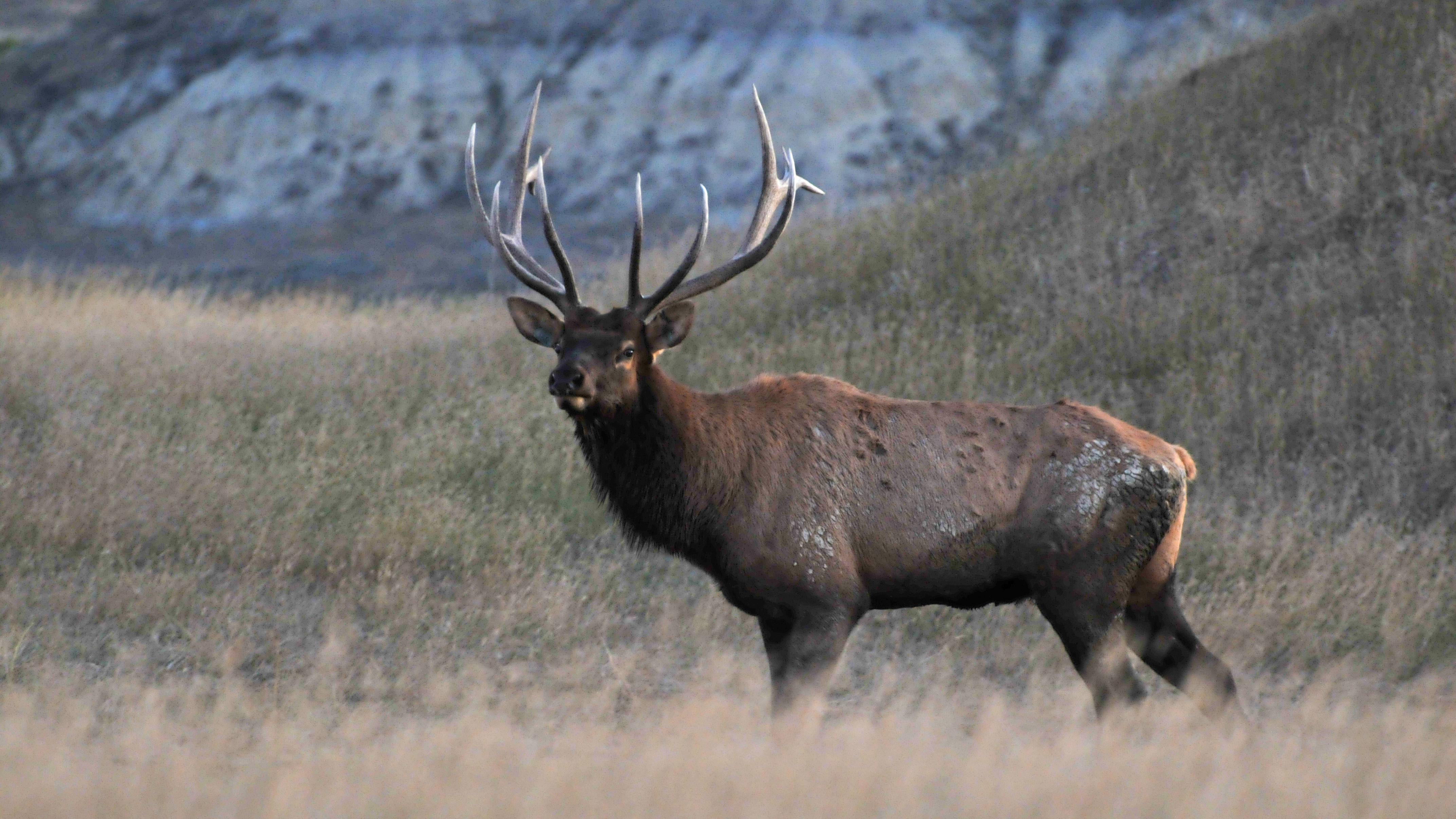 an elk on the prairie.