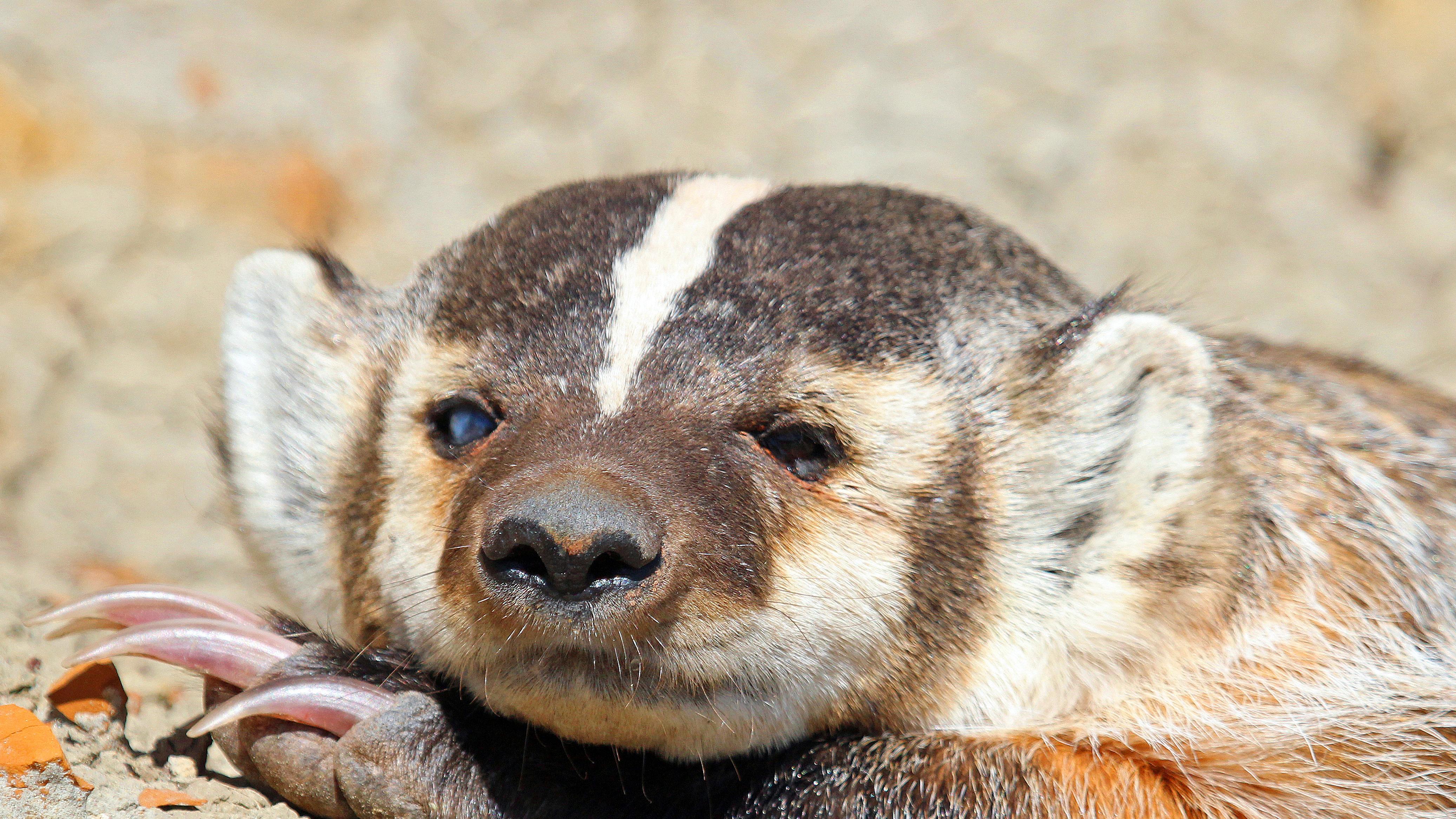 A close up of a badger