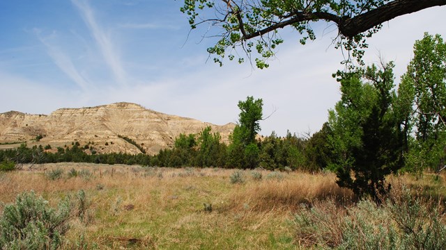 A field of grass and sagebrush framed by a cottonwood limb, front, and striped butte, background. 