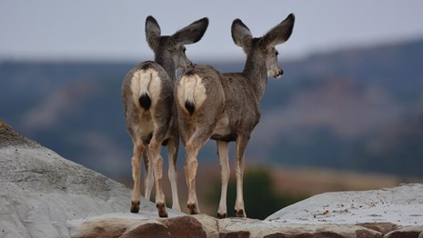 Tow young mule deer stand atop a cliff overlooking the badlands.