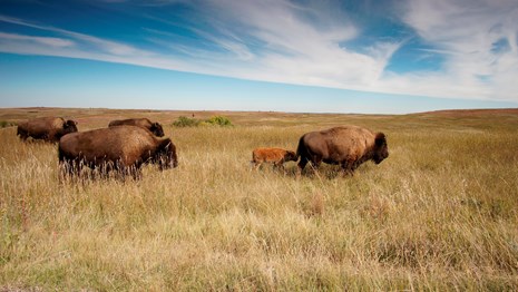 A small herd of bison cross a field of brown grass beneath blue, cloudy skies.