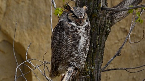 Great Horned Owl sitting on a branch