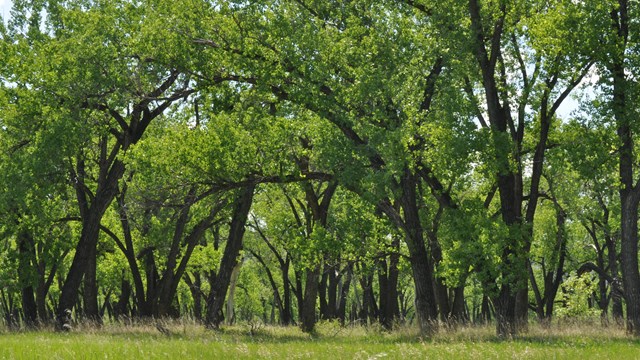 A cluster of cottonwood trees.