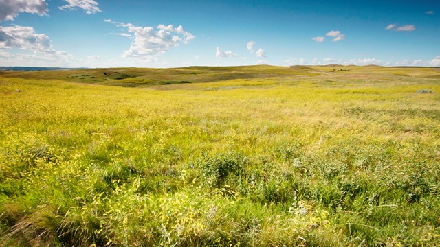 A blue sky over a rolling, green grassland.