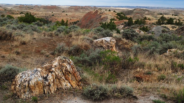 A field with various pieces of petrified wood.