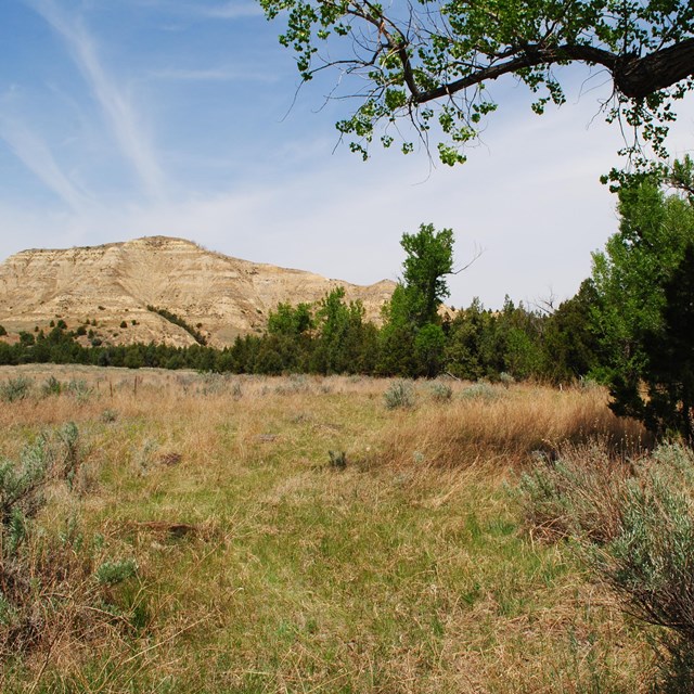 A field of grass and sagebrush framed by a cottonwood limb, front, and striped butte, background. 