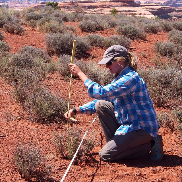 A NPS scientist takes measurements in the field