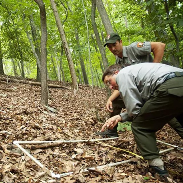 Two staff members examine a monitoring plot on the forest floor, in a forest without an understory.