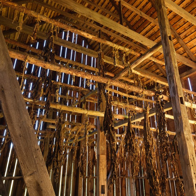 Inside the tobacco barn looking at wooden rafters