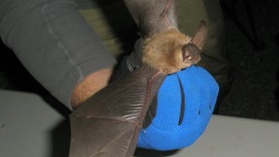 Gloved ranger holding a bat