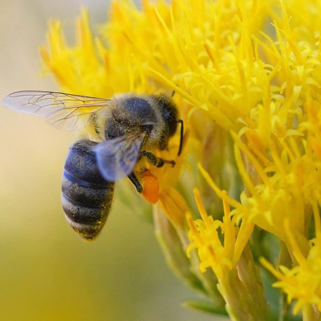 bee hovers next to a yellow flower