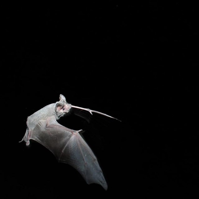 a mexican free tailed bat flies at night