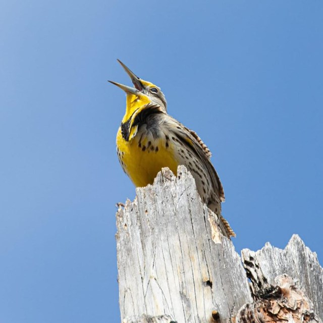 a yellow meadowlark perches on a stump