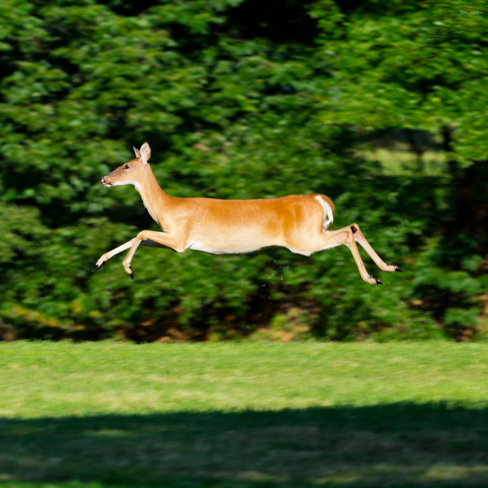 A white-tail deer leaps across grass with all four legs in the air