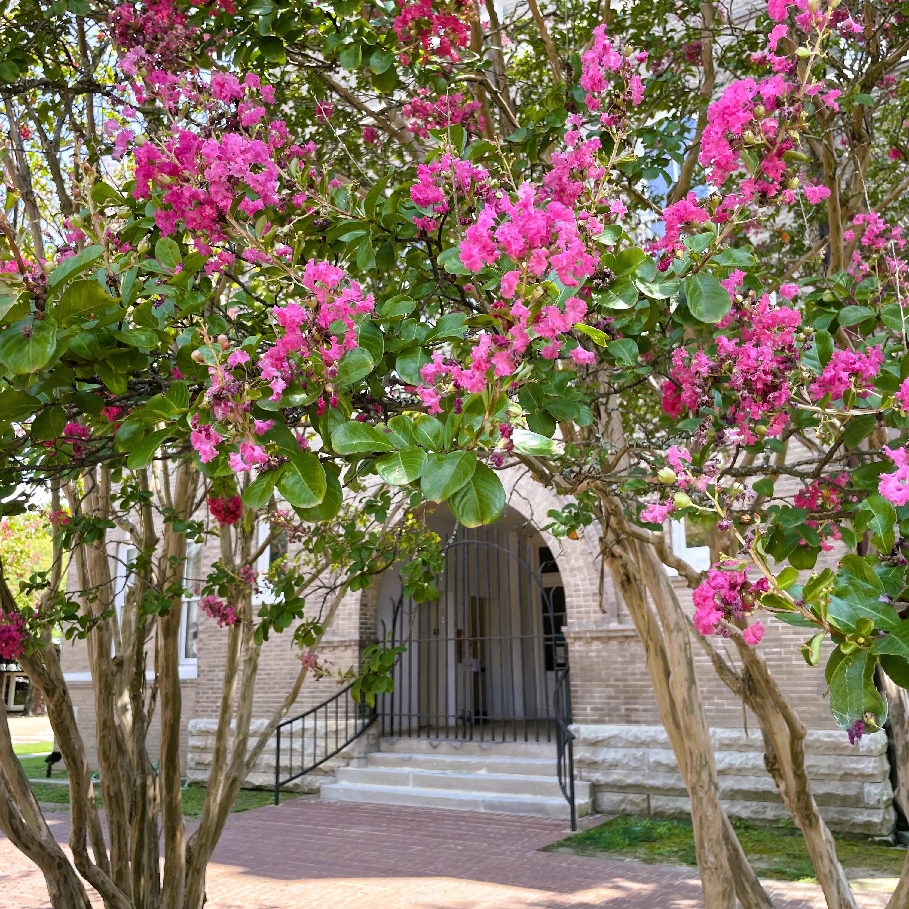 crepe myrtles in bloom