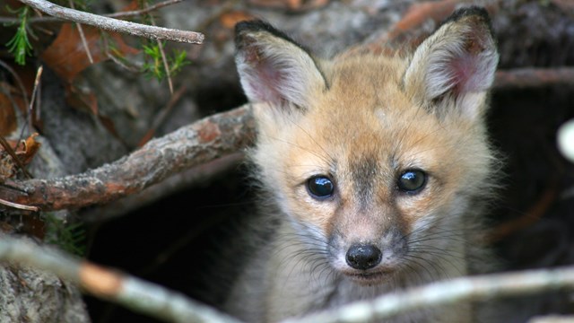a fox peering out of it's burrow
