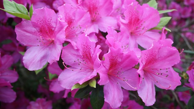 pink flowers