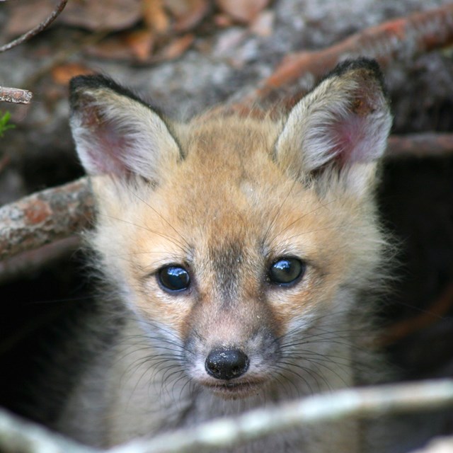 a fox peering out of it's burrow