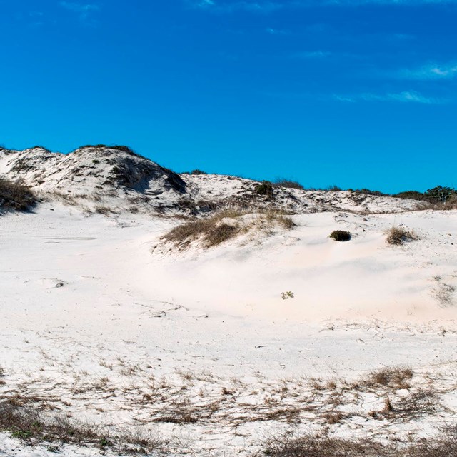 a sand dune with Sea Oats and a bright blue sky