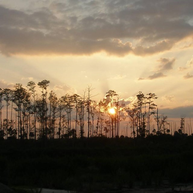 Image of pine flatwoods at sunset 