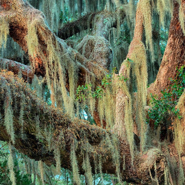Image of live oak branches covered in spanish moss
