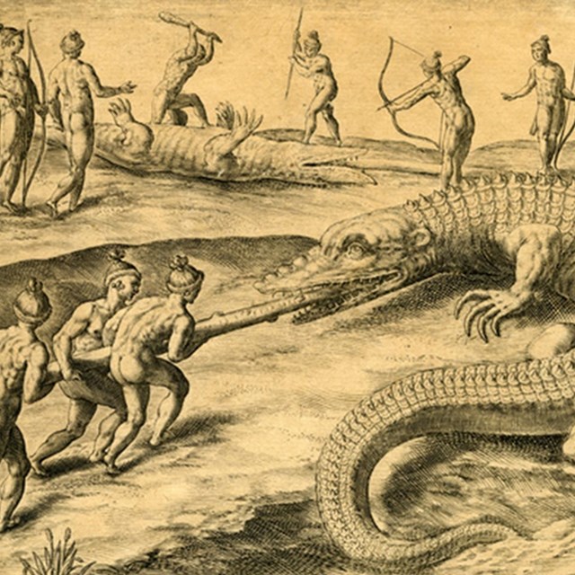 historic illustration of Timucua sticking a stick into a alligator 