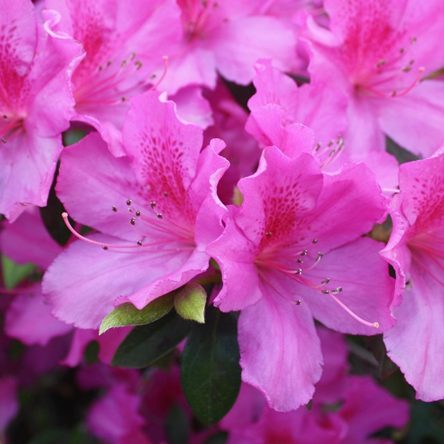 pink flowers