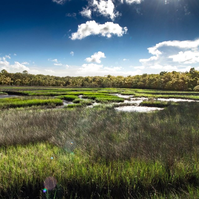 Image of salt marsh with blue skies and few clouds 