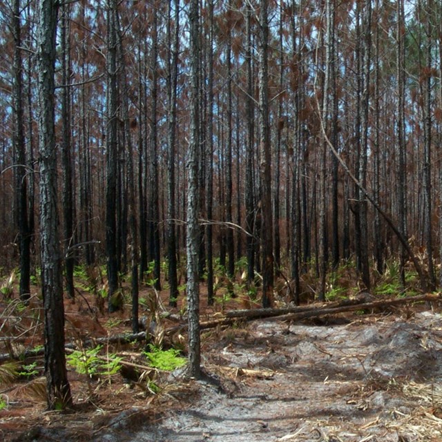 a landscape where pine trees all have black burn marks at the bottom 